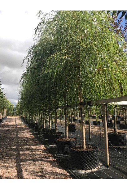 Salix sepulcralis Chrysocoma описание